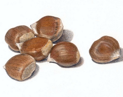 Pencil Artist Sarah Melling