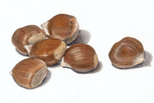 Pencil Artist Sarah Melling