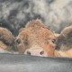 Pencil Artist Mark Langley
