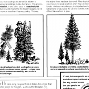 Lesson Plan Sustained Yield Forest