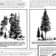 Lesson Plan Sustained Yield Forest