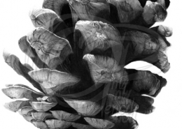 Pencil Artist Lisandro Pena