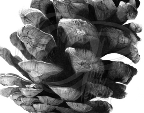Pencil Artist Lisandro Pena