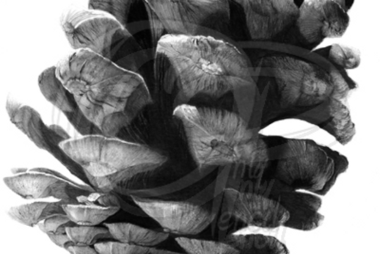 Pencil Artist Lisandro Pena