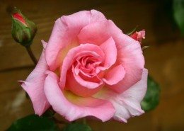 Mother's Day