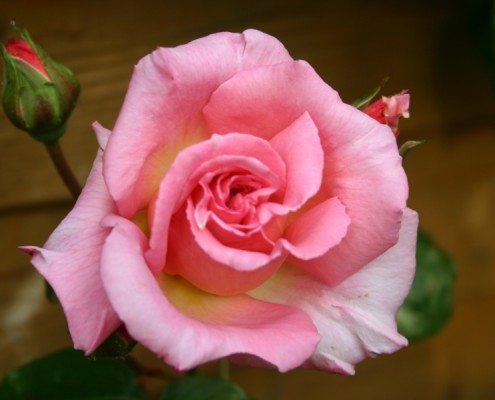 Mother's Day