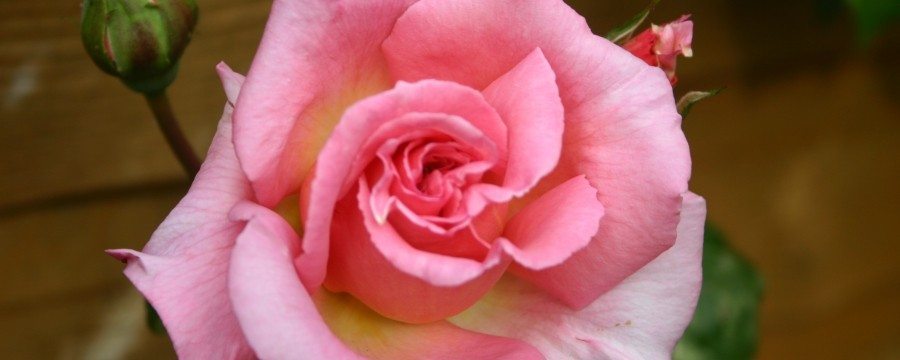 Mother's Day