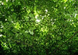 The Odd Life of Timothy Green