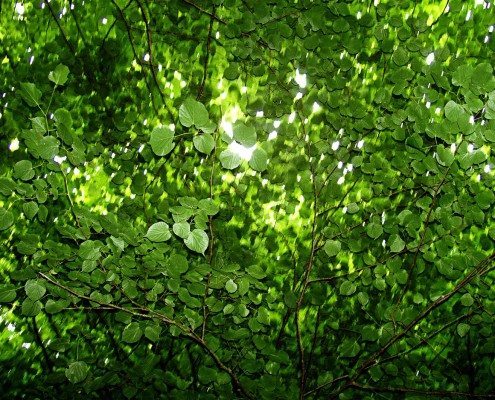 The Odd Life of Timothy Green