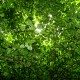 The Odd Life of Timothy Green