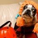 Creative Costume Ideas