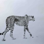 Cheetah1