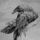 Pencil Artist 00rej