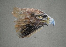 Pencil Artist Ed McNeil