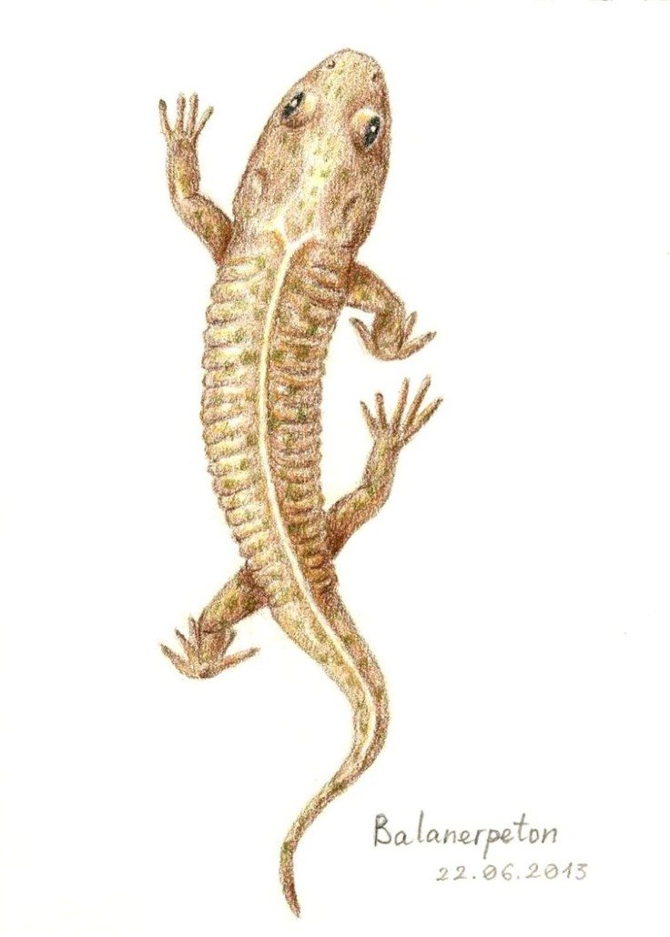 Drawings by Pencil Artist Jekaterina Dancheva-Ustrikova