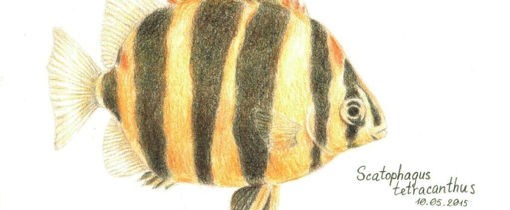 Drawings by Pencil Artist Jekaterina Dancheva-Ustrikova