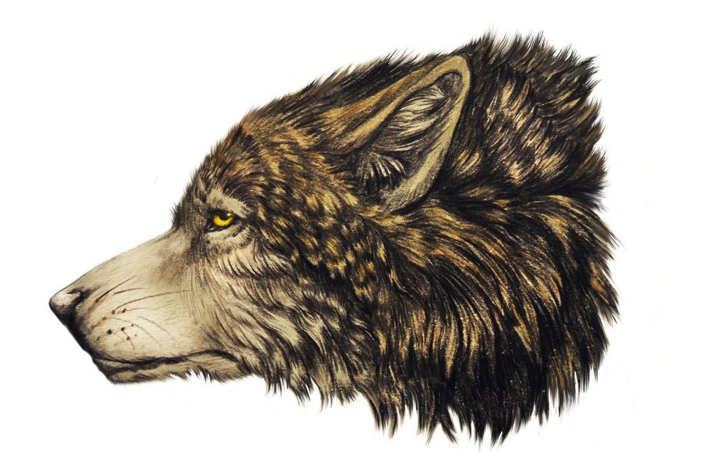 Pencil Artist peanutboota