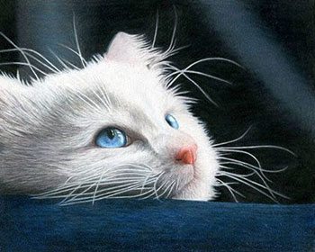 Pencil Artist Corrina Thurston