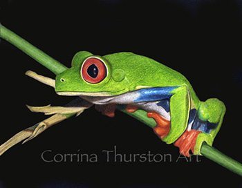 Pencil Artist Corrina Thurston