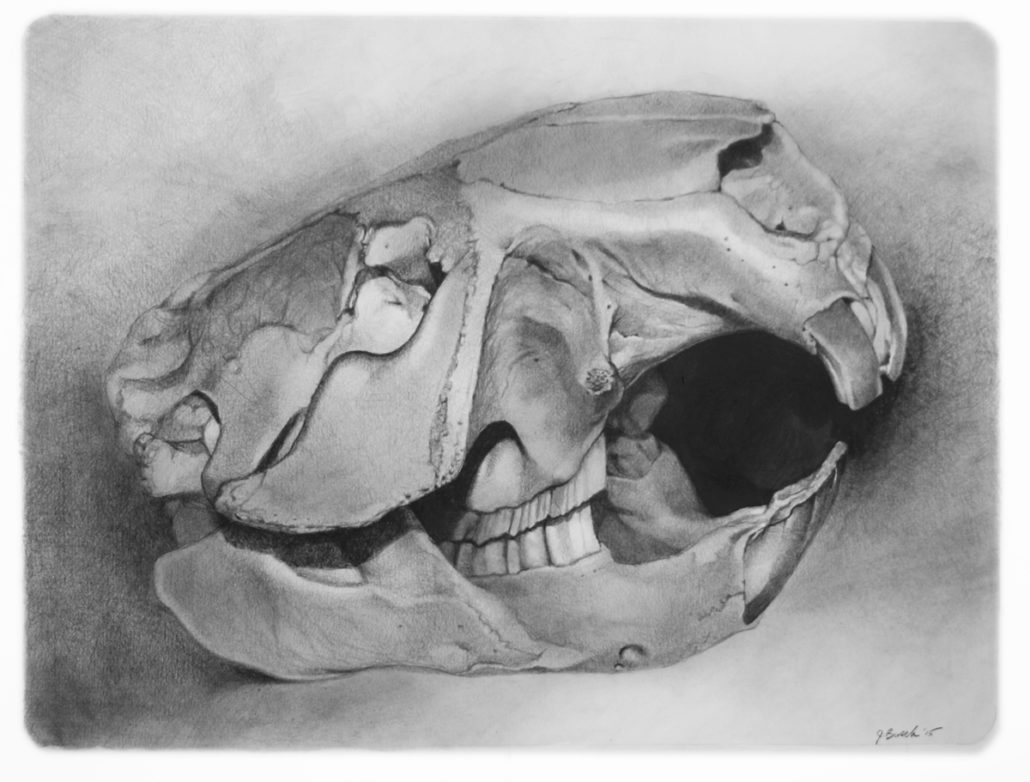 beaver-skull-study-copy